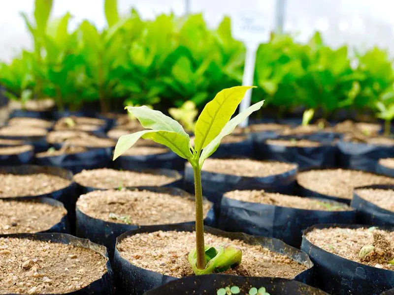 sustentabilidade no cultivo de mudas