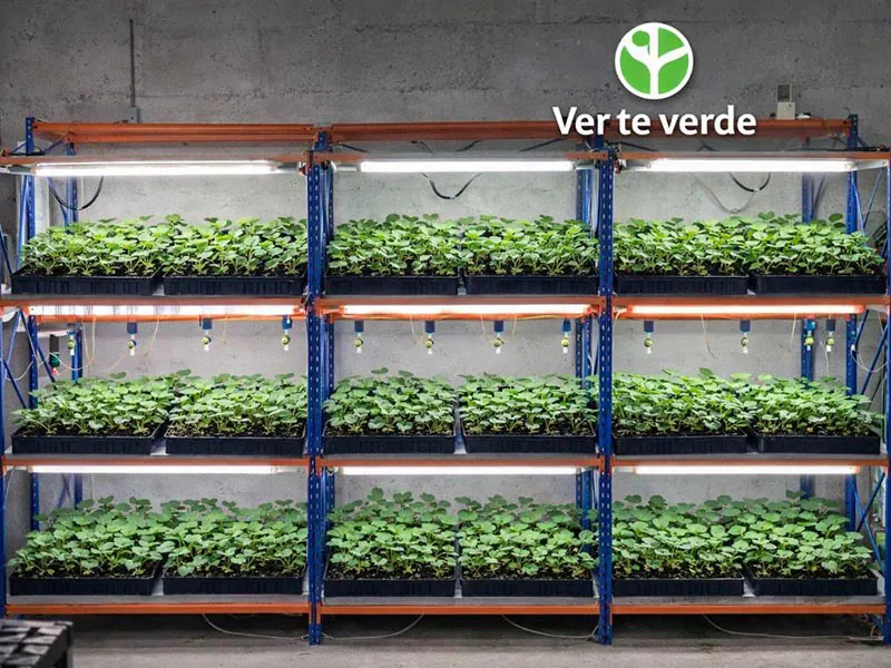 cultivo indoor de mudas