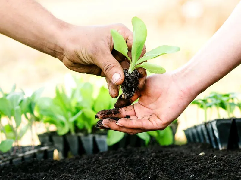 inovação no plantio de mudas